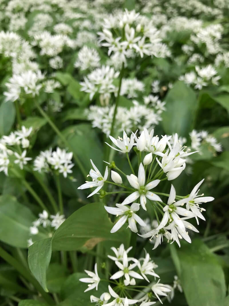 wild garlic flower 800