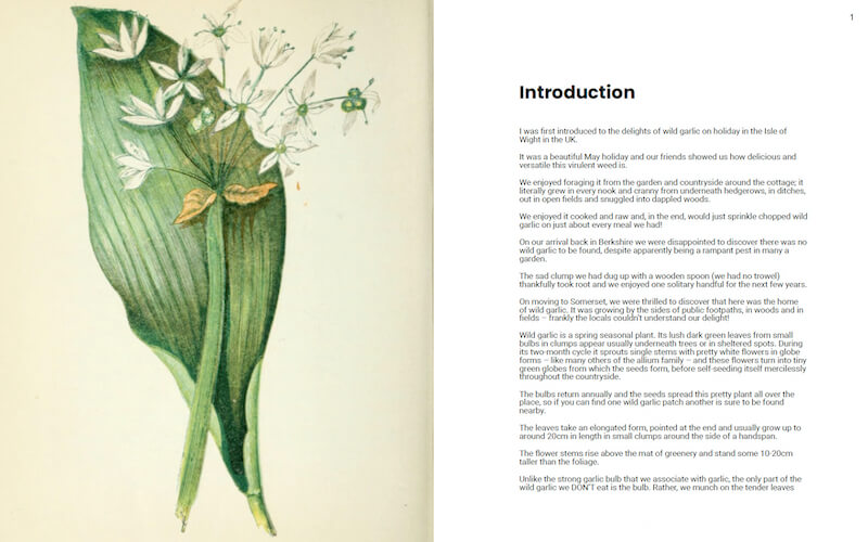 wild garlic introduction 500